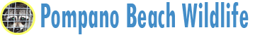 Pompano Beach Wildlife
